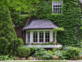 Bay window of older vine covered brick house