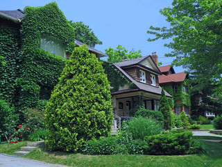 tree lined street with vine covered older detached houses