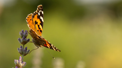 Beautiful yellow butterfly sitting on a branch of lavender. This type of insect is gathered in huge swamps and migrates from Africa to Europe