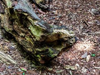 OLYMPUS DIGITAL CAMERA - WOODLAND