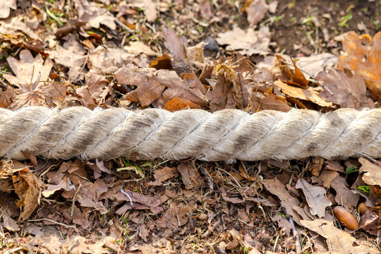 Closeup of a dirty two-strand twisted natural fiber rope on the ground covered with dried leaves 