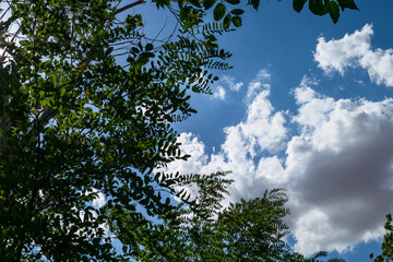 Acacia leafs in sunny day and cloudy