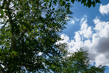 Fototapeta premium Acacia leafs in sunny day and cloudy