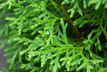 thuja close up. macro. background