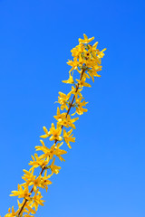 Forsythia flowers in a botanical garden