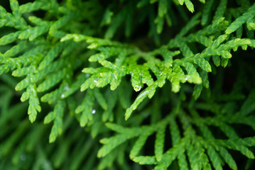 thuja close up. macro. background