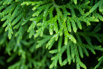 thuja close up. macro. background