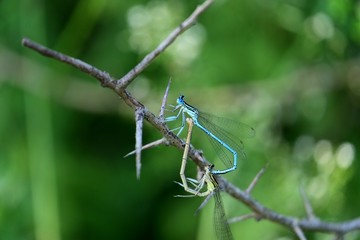 Accouplement de libellules.