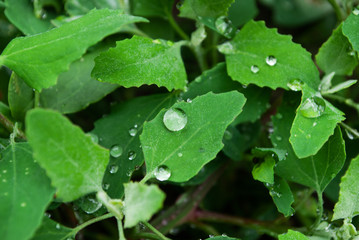 raindrops on the leaves. dew. summer