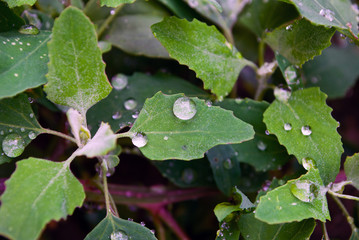 raindrops on the leaves. dew. summer