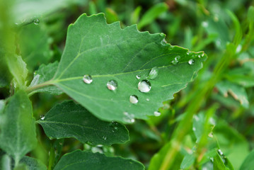 raindrops on the leaves. dew. summer