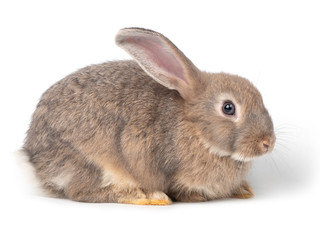 Gray cute young rabbit side view isolated on white background. Lovely young rabbit sitting.