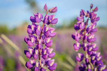 Fototapeta premium Lupinus, lupin, lupine field with pink purple and blue flowers. Bunch of lupines summer background