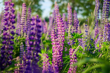 Lupinus, lupin, lupine field with pink purple and blue flowers. Bunch of lupines summer background