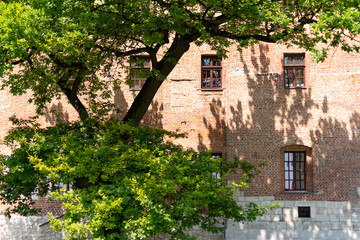 Garden and House with windows In Grapes At Krakow Near Wawel Castle, Poland