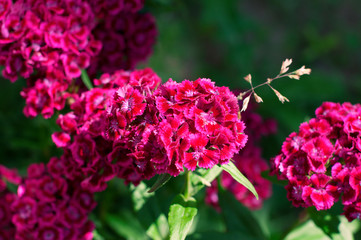 Fototapeta premium Inflorescence of several purple garden flowers - carnations