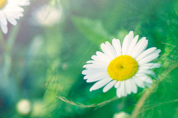 Chamomile is a beautiful flower with white petals and a yellow round middle. Macro.