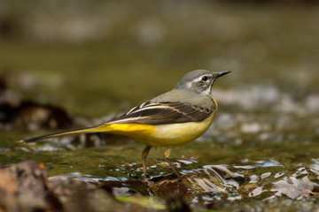 Bird on the background of a mountain stream. Grey wagtail (Motacilla cinerea). Bieszczady. Poland