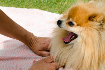 beautiful little dog pomeranian spitz plays and bites the hand of the owner