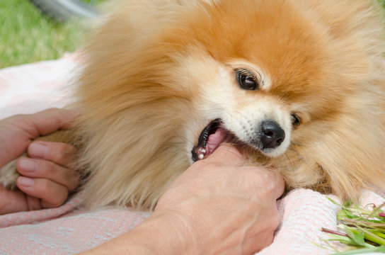 beautiful little dog pomeranian spitz bites the hand of the owner