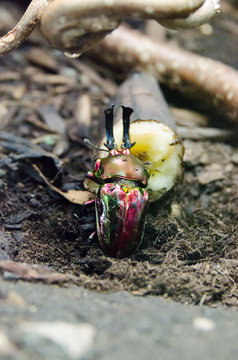 Rainbow Stag Beetle Eating A Banana