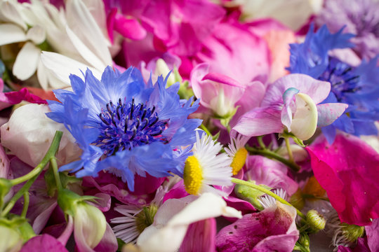 Wildblumen