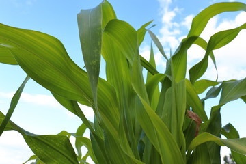 Closeup view of corn field in the farm on a sunny day.