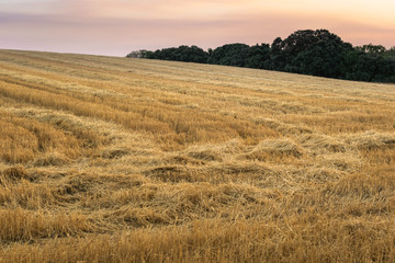 Wheat fielt at dusk