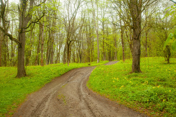 Fototapeta na wymiar green forest road