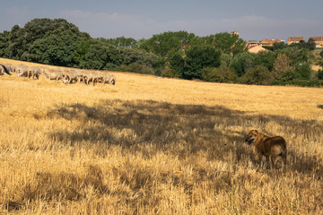 Obraz premium Wheat farm and field of sheeps