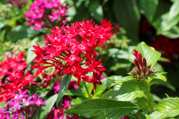 red and green, Christmas colors