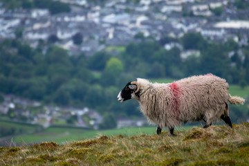 Fototapeta premium Mountain Sheep