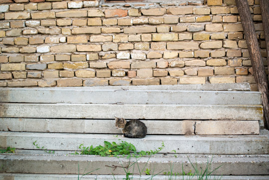 Gray and black kittens play on a good day