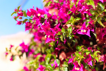 blooming bougainvillea.Magenta bougainvillea flowers. bougainvillea flowers as a background. floral background