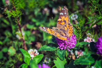 Argynnis paphia. Beautiful Argynnis paphia butterfly in sunlight in herb garden.