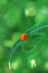 ladybug on green leaf