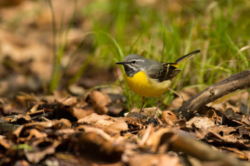 Fototapeta premium Bird on the background of a mountain stream. Grey wagtail (Motacilla cinerea). Bieszczady. Poland