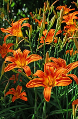 orange lilies in the garden