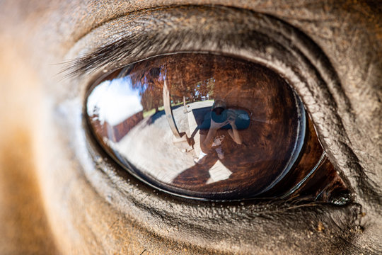 Auge des Pferdes