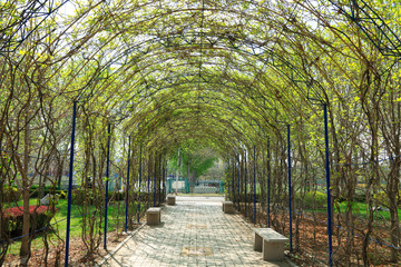 Green corridor on campus, China