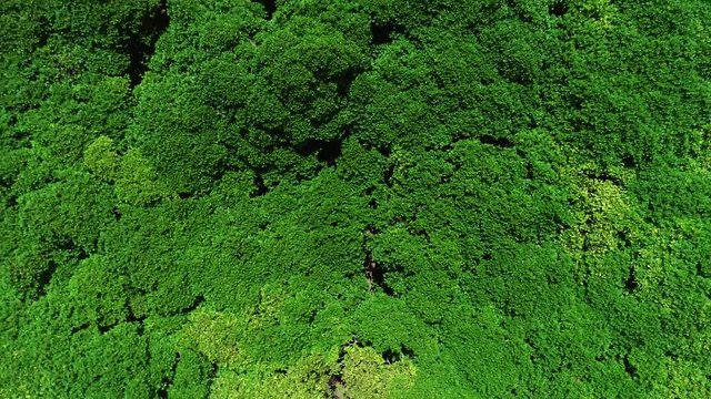 Aerial image of the world's largest cashew tree. Tourist attraction near the city of Natal, Rio Grande do Norte.