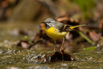 Bird on the background of a mountain stream. Grey wagtail (Motacilla cinerea). Bieszczady. Poland