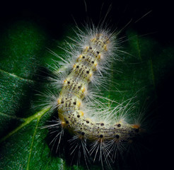 Fototapeta premium The caterpillar sits on a green leaf. Nature, macro.