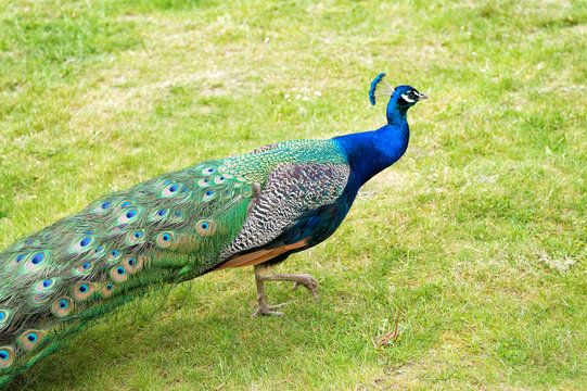 The royal beauty of the jungle. Peacock bird. Peacock or male peafowl with extravagant plumage. Beautiful peacock with eyespotted tail feathers. Wild peacock walking on green grass