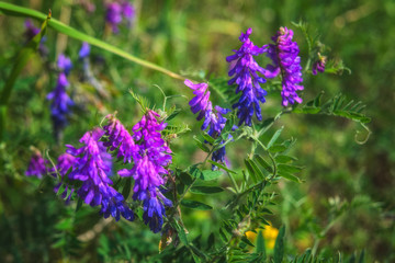 Vicia cracca flowers in summer field. Tufted Vetch blooming with violet and blue flowers in a meadow.
