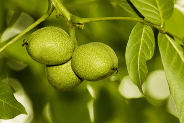 Hazel tree. Fruits of walnut and leaves on the branches in the rain.
