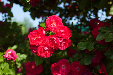Rose flower photo. Beautiful spring or summer bloomingrose plant. Flower blossom bright image. Rose bush bloom.Selective focus, blurred background