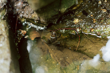 little frog in the pond. a frog is sitting at a cold spring