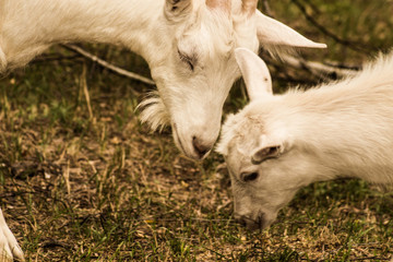 Obraz premium Portrait of a goat showing tongue, close-up, isolated on white background