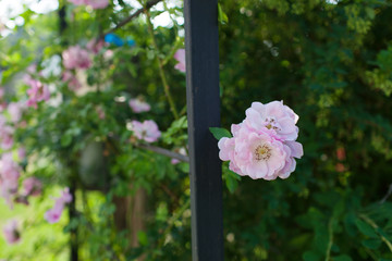 Fototapeta premium Rose flower photo. Beautiful spring or summer bloomingrose plant. Flower blossom bright image. Rose bush bloom.Selective focus, blurred background